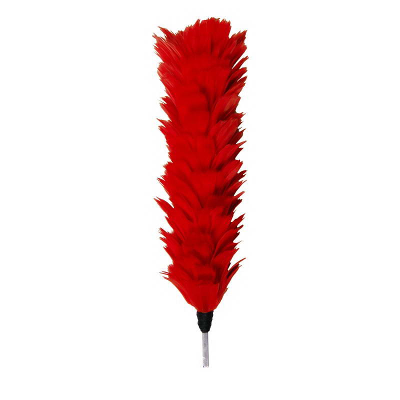 Palm & Feather