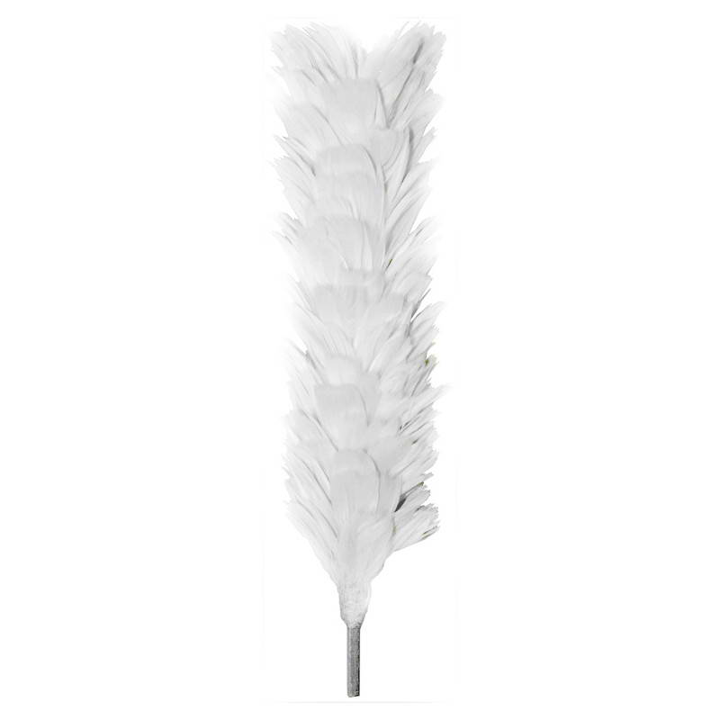 Palm & Feather