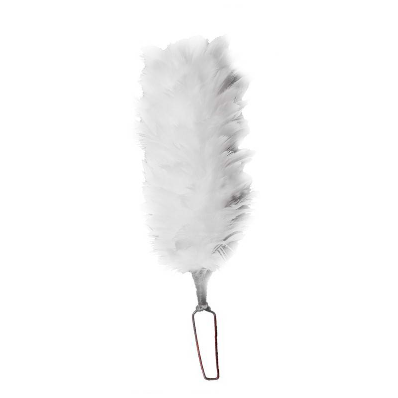 Palm & Feather